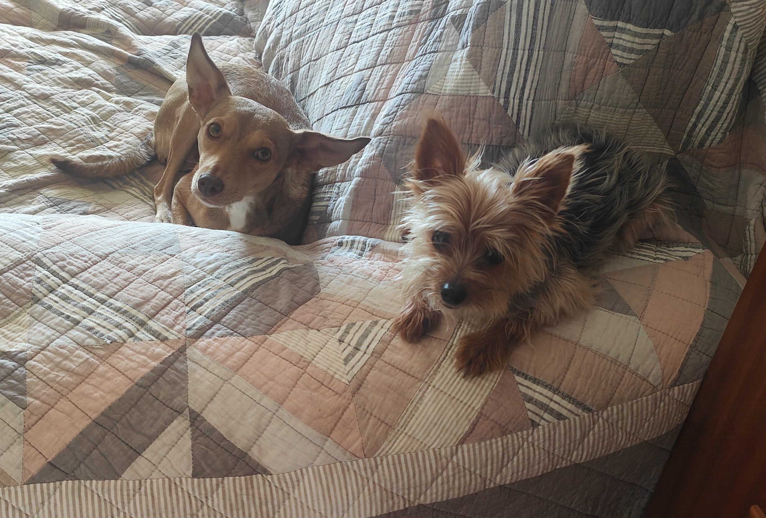 Mascota en guardería en casa